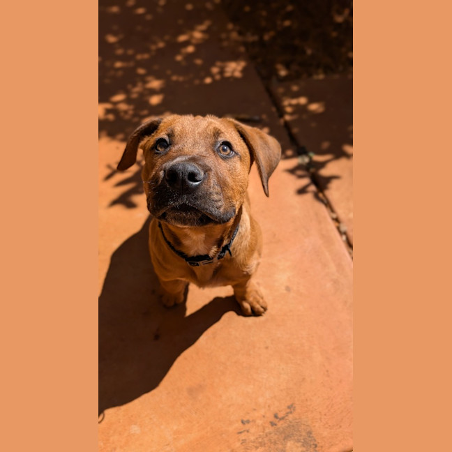 Photo of Ranger