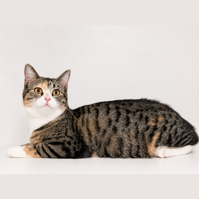 Photo of Marble