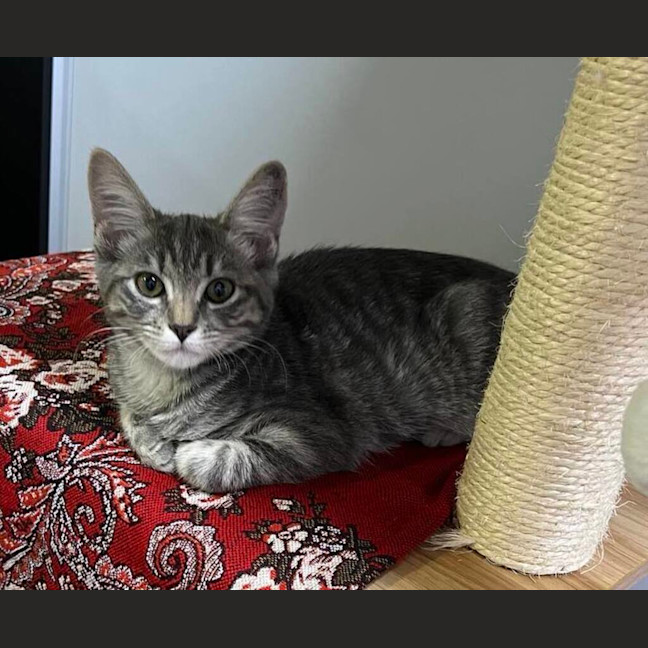 Photo of Jellybean