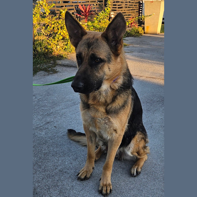 Photo of Shilo