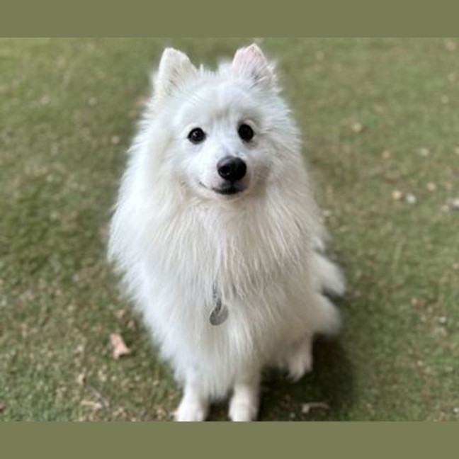 Photo of Floki