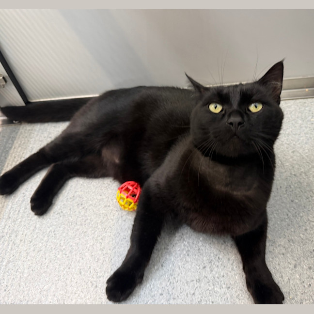 Photo of Shadow