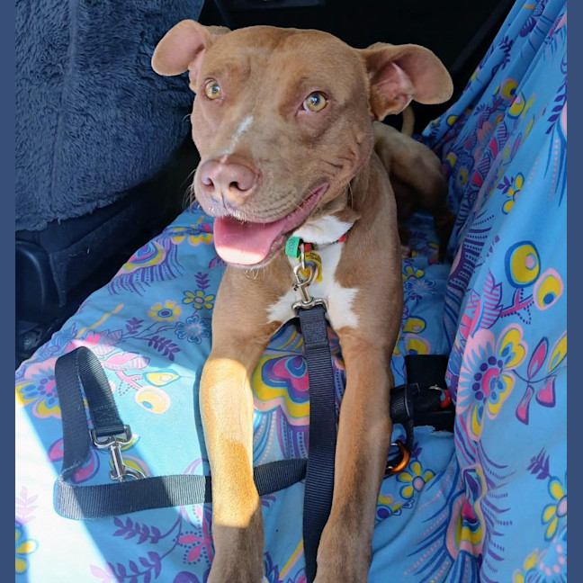 Photo of Rex