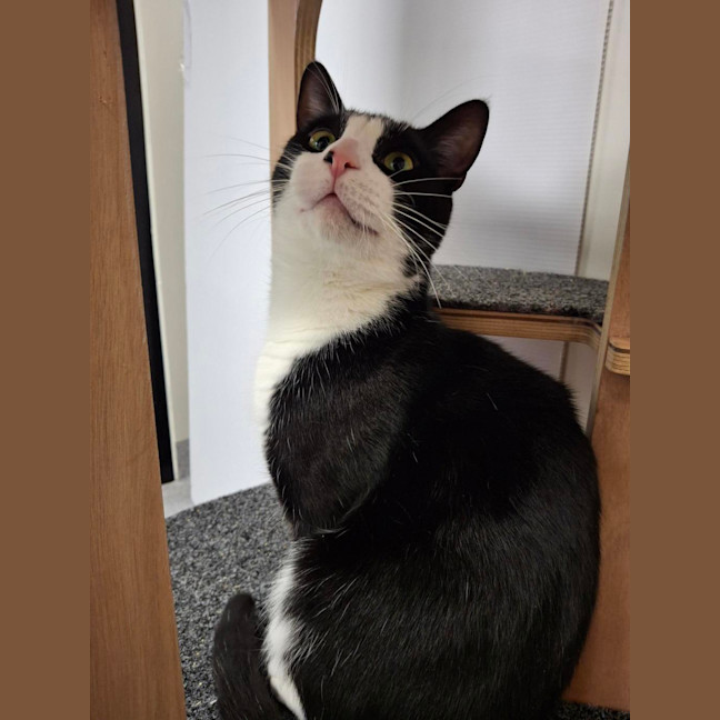 Photo of Nikki (Bonded To Vince)