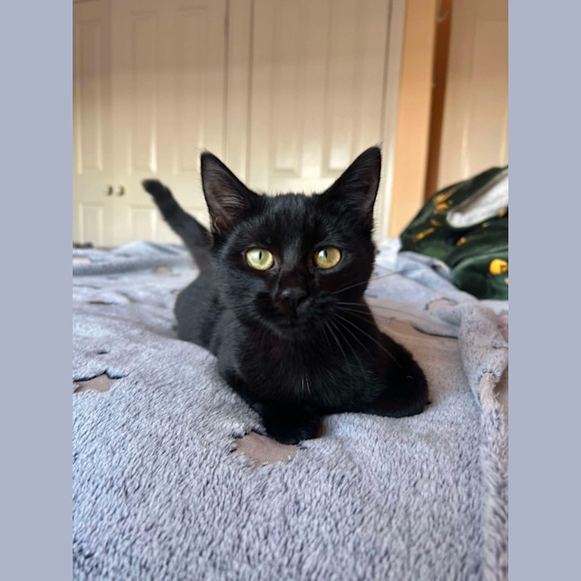 Photo of Shadow 🥰