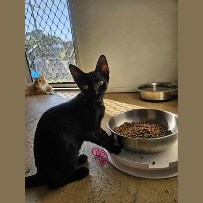 Photo of Meowthew