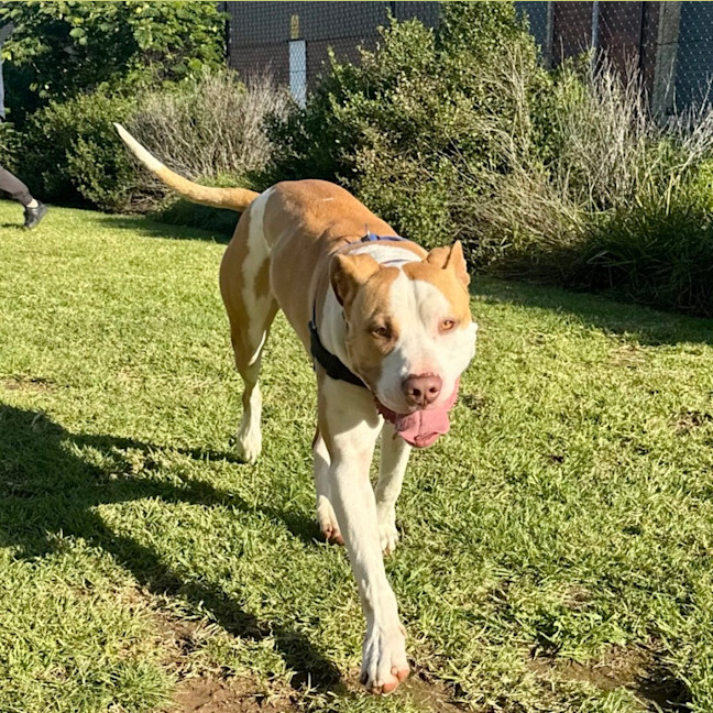 Photo of Boopington Mc Zoomie
