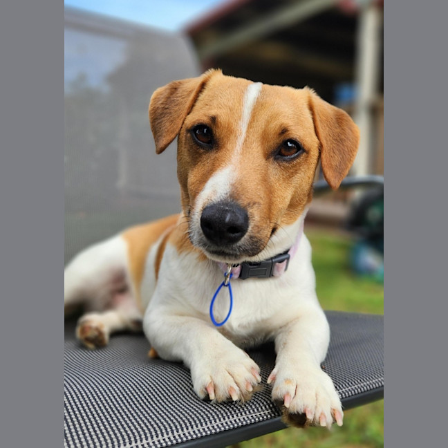 Photo of Snuggles   11 Month Old Jack Russell 