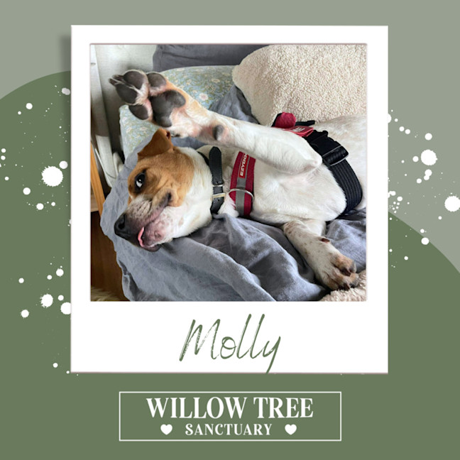 Photo of Molly