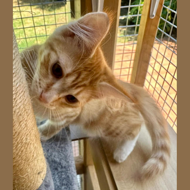 Photo of Tilly Torrens