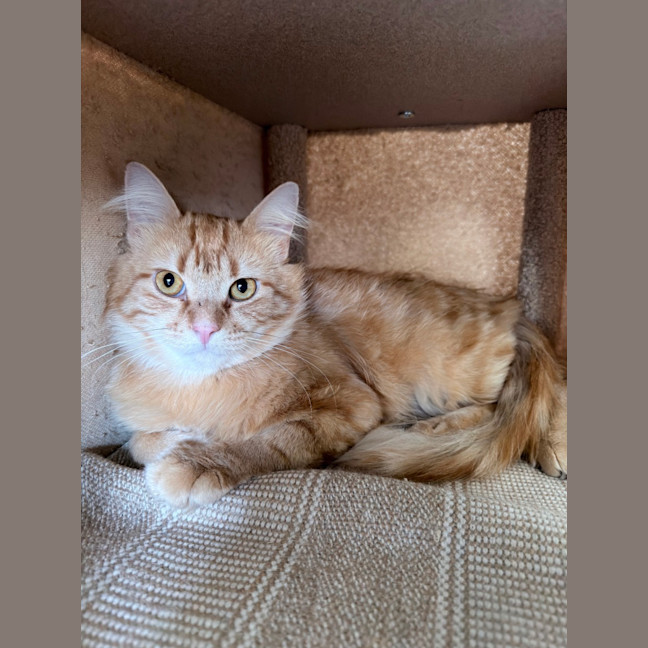 Photo of Gingerbread