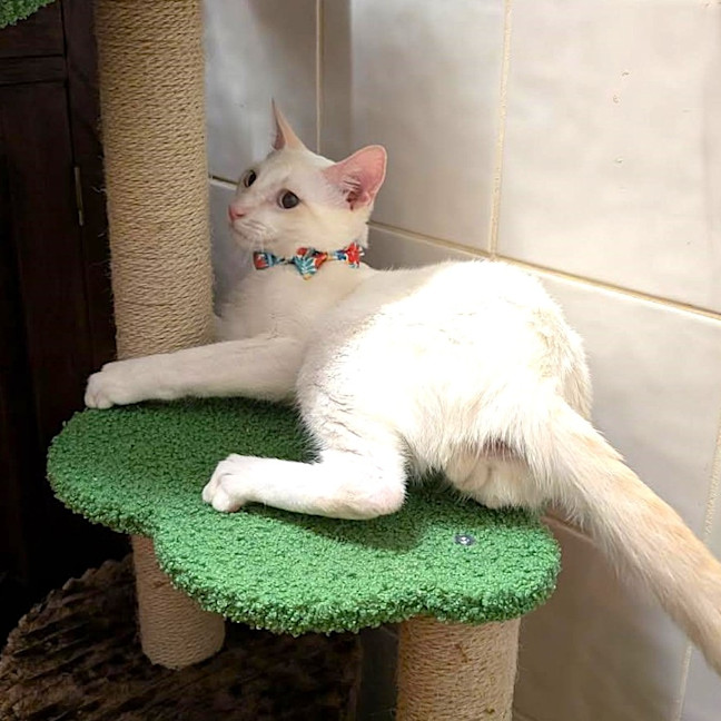 Photo of Sir Cornelius