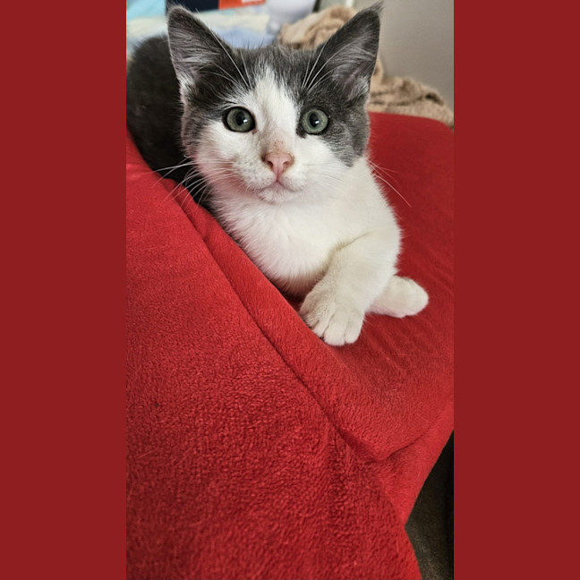 Photo of Haze *9 Lives Project Rescue*