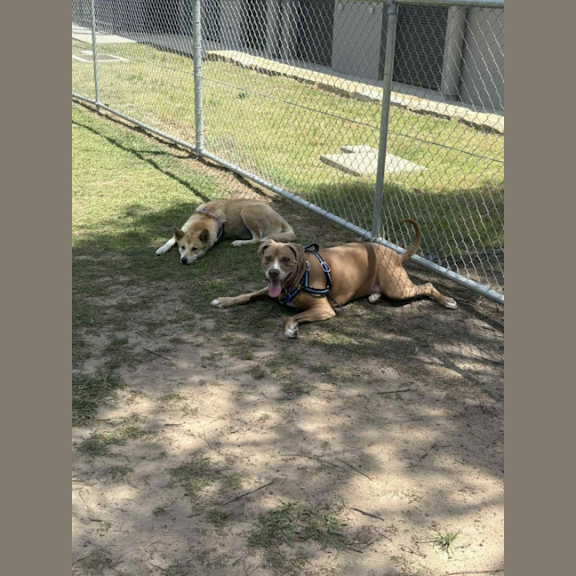 Photo of Bonnie   7 Year Old Ridgeback X