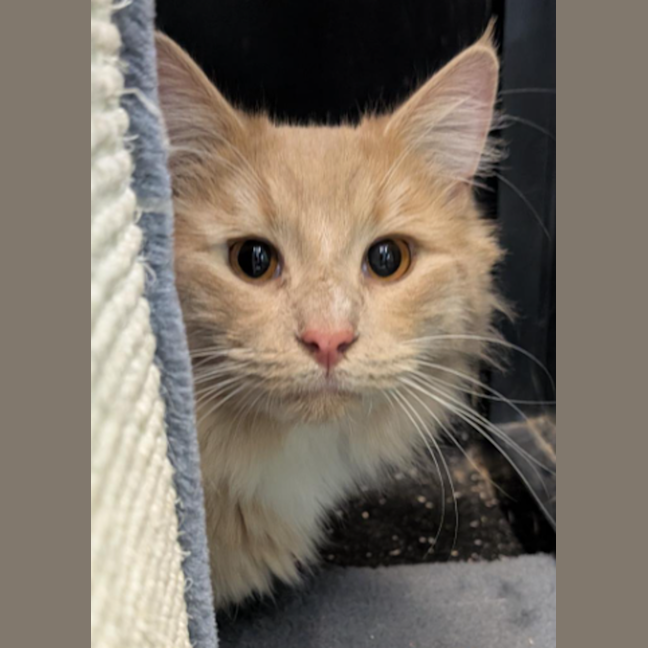 Photo of Crispy Marshmallow 