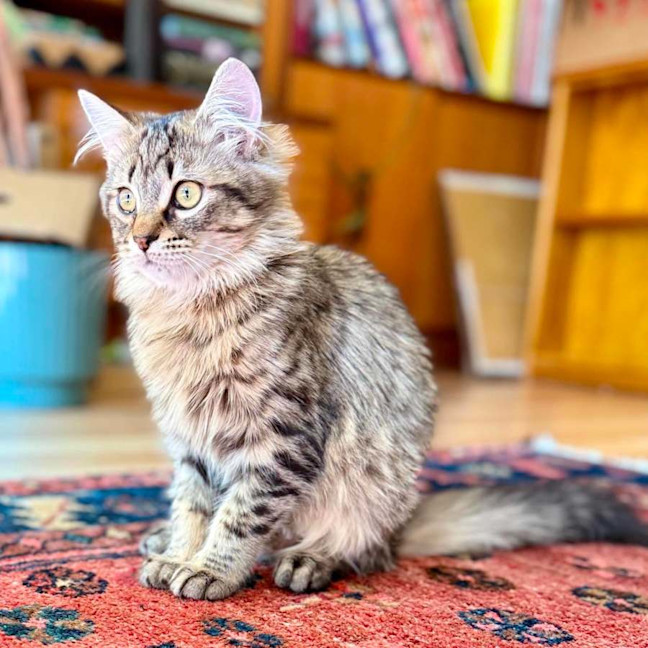 Photo of Varity   In Foster Care In Brunswick East
