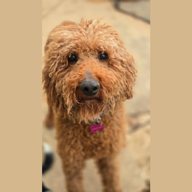 Photo of Clifford