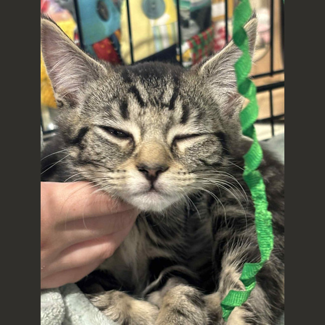 Photo of Emerald  On Display At Vets On Parker, Templestowe