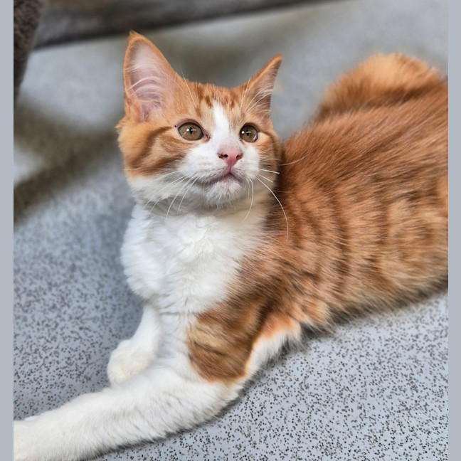 Photo of Maverick