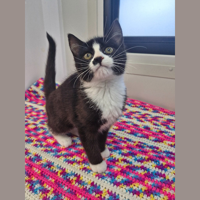 Photo of Little Mim   Petstock Invermay