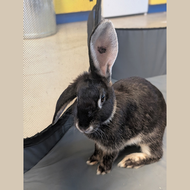 Photo of Willow