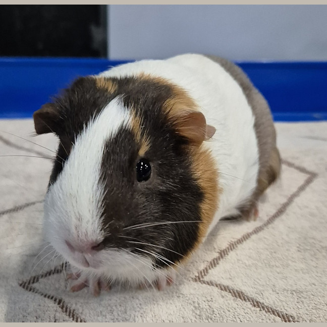 Photo of Harmony (Bonded With Hope)