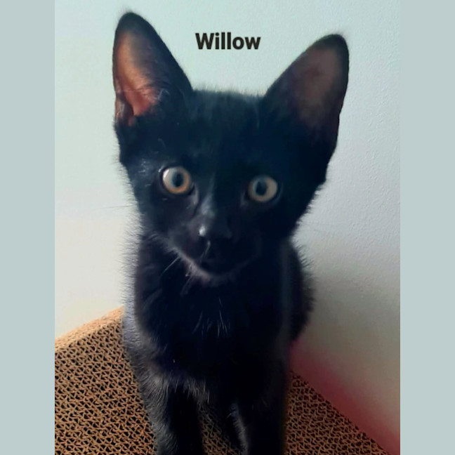 Photo of Willow