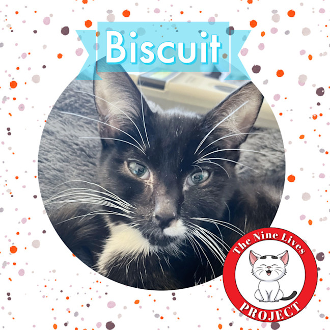 Photo of Biscuit *9 Lives Project Rescue*