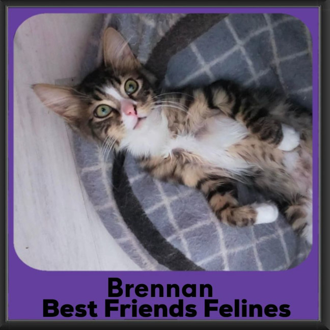Photo of Brennan 