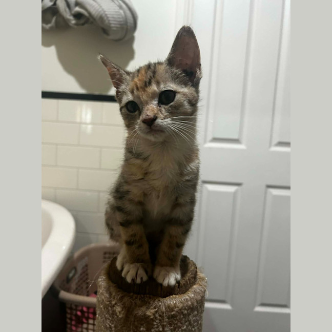 Photo of Pixie