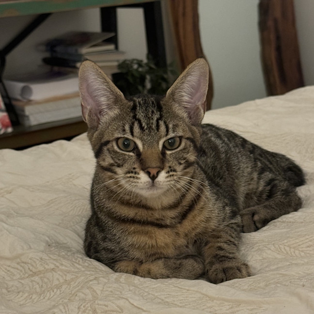 Photo of Macaroni