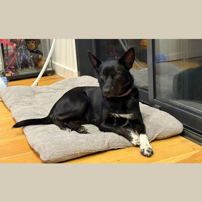 Photo of Pip