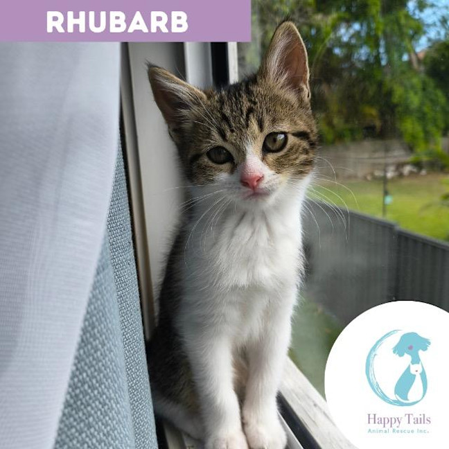 Photo of Rhubarb