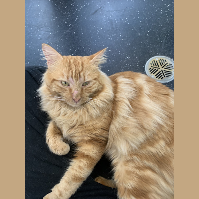 Photo of Comet