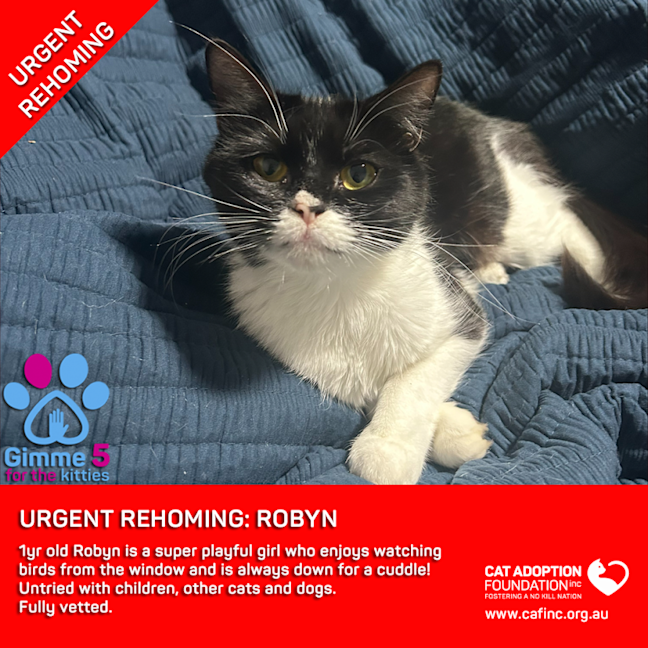 Photo of Robyn Private Rehoming No Charge!