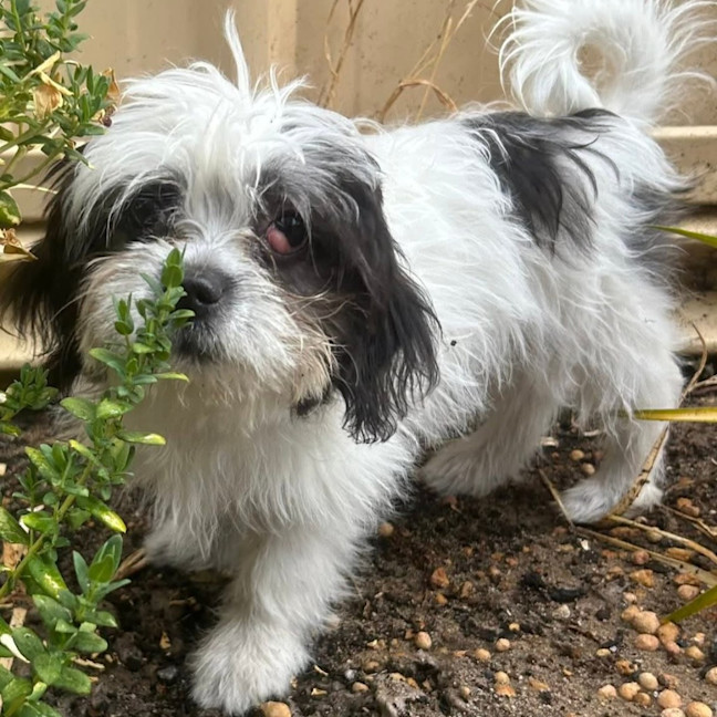 Photo of Phoebe