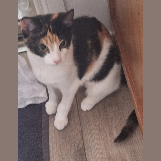 Photo of Lily *9 Lives Project Rescue*