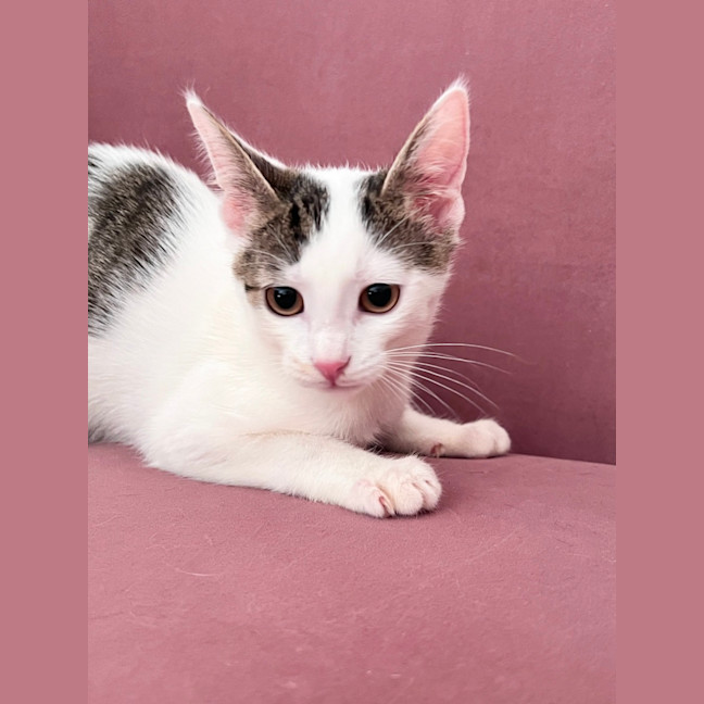 Photo of Sugar