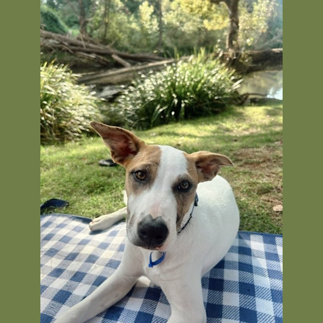 Photo of Molly   1 Year Old Australian Terrier X