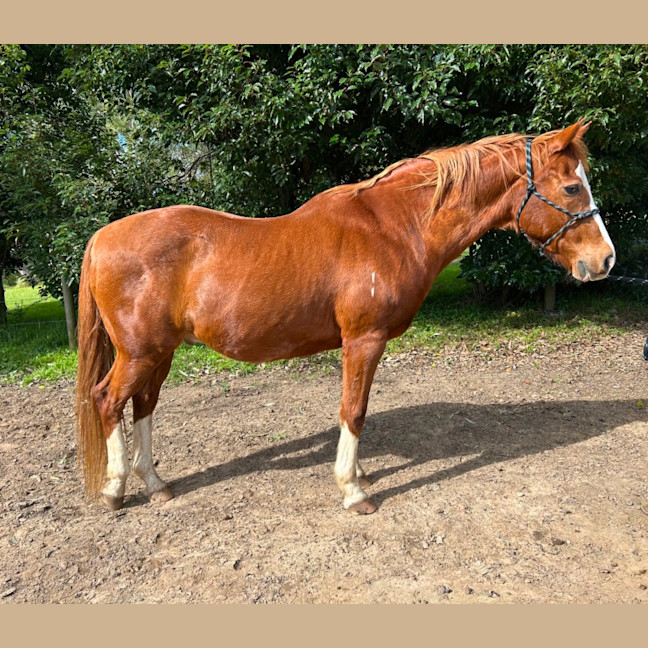Photo of Blaze   Assisted Rehome