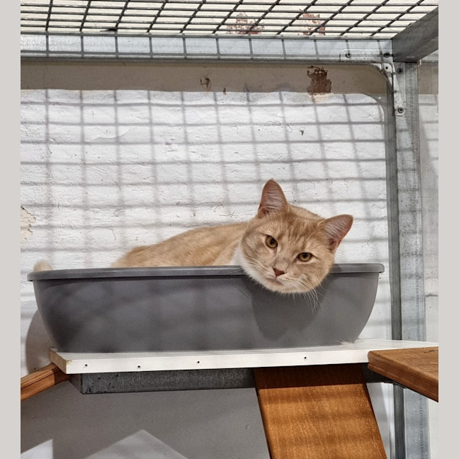 Photo of Cookie