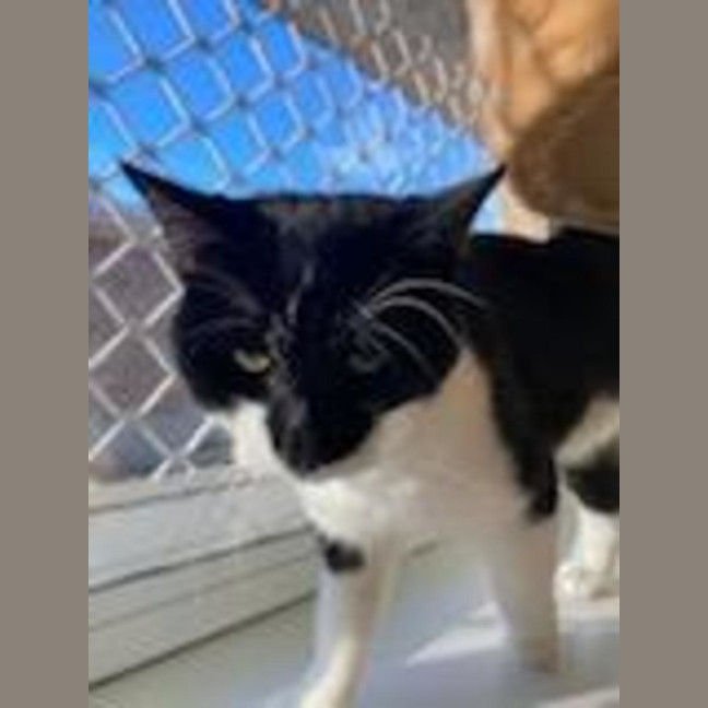 Photo of Spot