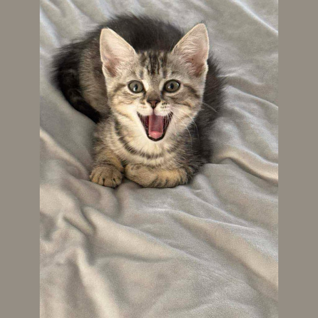 Photo of Maxi Meet Me@Petstock Keysborough Store