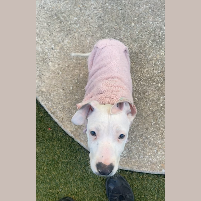 Photo of Boo