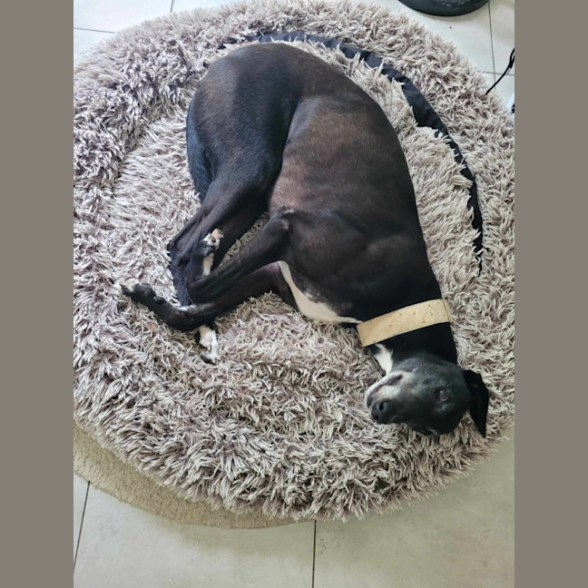 Photo of Flash, The Greyhound