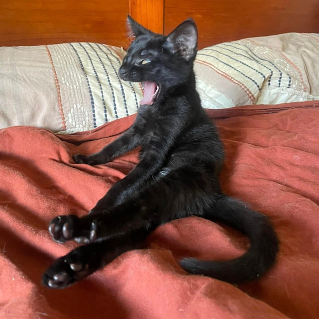 Photo of David Meowie