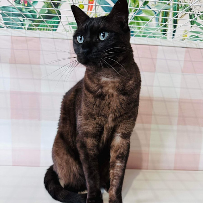 Photo of Lynx   Located In Preston 