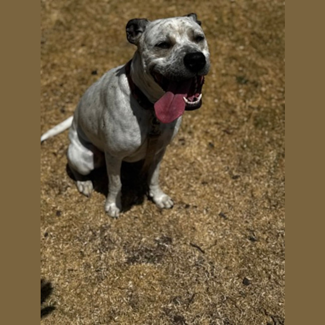 Photo of Billie (68128)