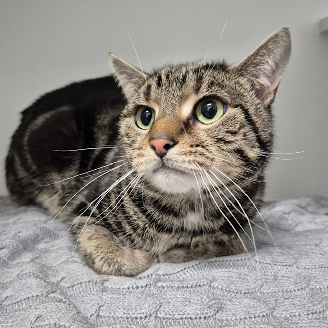 Photo of Ollie 