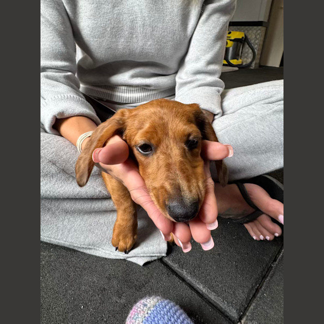 Photo of Poppy Puppy